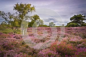 Dramatic skies over Purple and pink heather on Dorset heathland