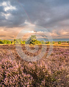 Dramatic Sky early morning at the Ermelosche heide.