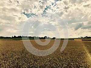 Dramatic sky over corn field