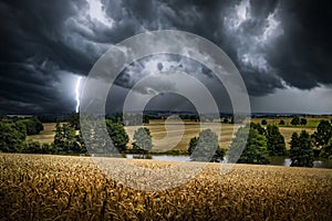 Dramatic sky over a golden wheat fields. Summer scenery with farm fields and forests