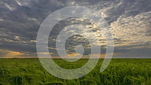 Dramatic Sky Over Green Wheat Field. Time Lapse