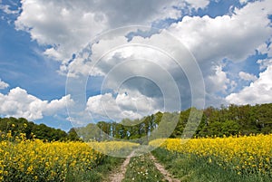 Dramatic sky over a rapeseed field