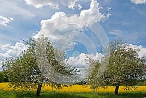 Dramatic sky over a rapeseed field