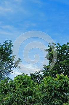 Leaves on the blue sky background