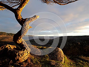 A dramatic sky after a stormy day, this twisted arbutus tree trunk stands strikingly atop the bluff overlooking the ocean