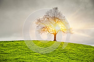 Dramatic sky and sunsrise over old lonely tree