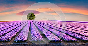 Dramatic spring scene on the flowers farm