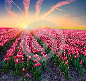 Dramatic spring scene on the tulip farm