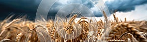 Dramatic storm clouds over wheat fields