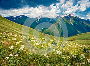 Dramatic summer view of fields of blooming flowers in Caucasus mountains.