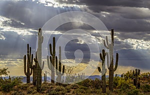 Dramatic Sunbeams Shining On Saguaro Cactus On Ridgline