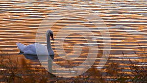 Dramatic sunset at a inland lake in Schleswig-Holstein Germany