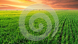 Dramatic sunset over field with green grass