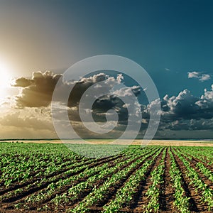 Dramatic sunset over field