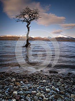 Dramatic sunset over lone tree at Loch Lomond