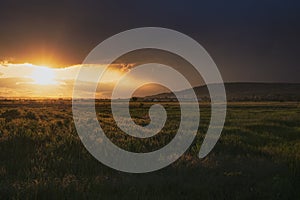 Dramatic sunset over wheat field