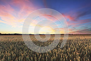 Dramatic sunset over wheat field