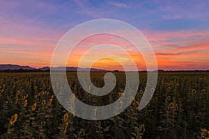 Dramatic sunset sky over full bloom sunflower field