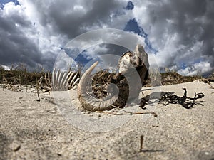 Dramatic timelapse of ram skeleton lying upside down on dry sand