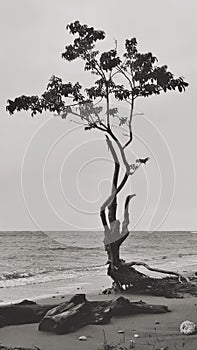 Dramatic tree growing alone on the beach