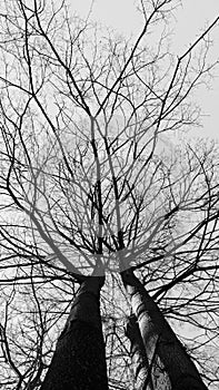 Dramatic trees in black and white