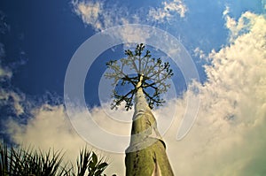 Dramatic view of agave flower stalk against cloudy sky