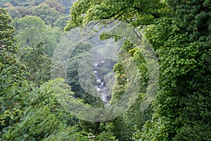 Dramatic view down to Jesmond Dene, Newcastle upon Tyne, UK in the mist