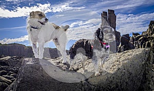 Dramatic view of two dogs on adventure exploring rocks at old quarry photo