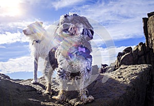 Dramatic view of two dogs on adventure exploring rocks at old quarry with sun flare photo