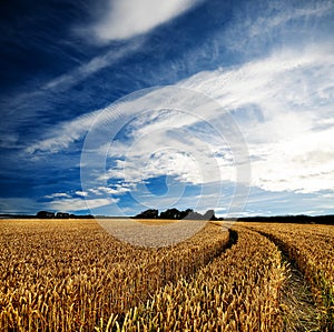 Dramatic view of wheatfields