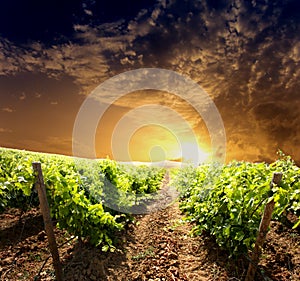 Dramatic vineyard