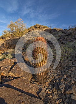 Sonoran Desert Hiking Trails