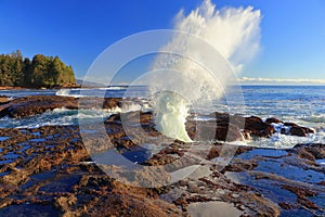 Botanical Beach, Juan de Fuca Provincial Park with Crashing Wave at Sandstone Shelf, Vancouver Island, British Columbia, Canada