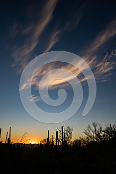 Dramatic Whisps of Clouds Over Sunset and Cactus Silhouettes