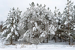 Dramatic winter landscape with spruce forest cowered with snow in cold frozen mountains. Gloomy overcast winter day in coniferous