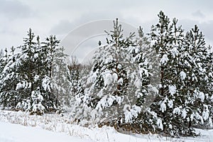 Dramatic winter landscape with spruce forest cowered with snow in cold frozen mountains. Gloomy overcast winter day in coniferous