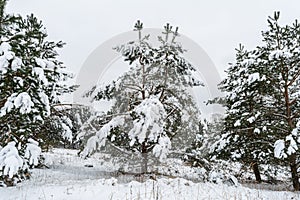 Dramatic winter landscape with spruce forest cowered with snow in cold frozen mountains. Gloomy overcast winter day in coniferous