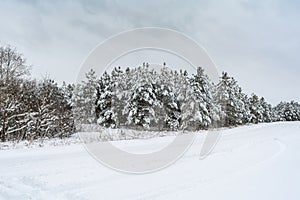 Dramatic winter landscape with spruce forest cowered with snow in cold frozen mountains. Gloomy overcast winter day in coniferous