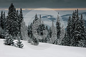 Dramatic winter landscape. View of a snow-covered forest, cloudy sky in mountains.