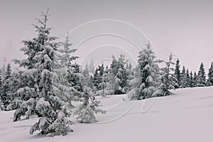 Dramatic winter landscape. View of a snow-covered forest, cloudy sky in mountains.