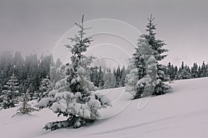 Dramatic winter landscape. View of a snow-covered forest, cloudy sky in mountains.