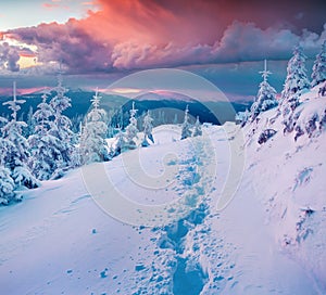 Dramatic winter sunset in Carpathian mountains with snow cowered