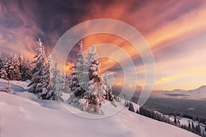 Dramatic wintry scene with snowy trees.