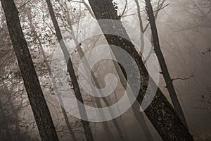 Dramatic woodland at dusk