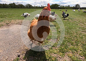 Dramatical hen looking