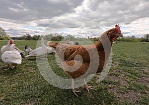 Dramatical looking brown hen on the meadow