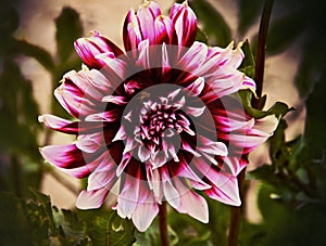 Dramatically beautiful dahlia, blurred background