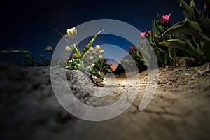 Dramatically light up blistering tulip in a dried-out bulb field against the fall of an evening