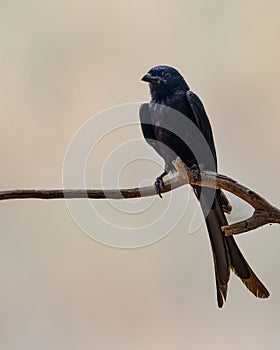 A drango eye to eye contact