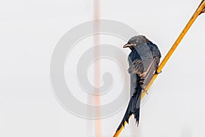 A Drango looking back